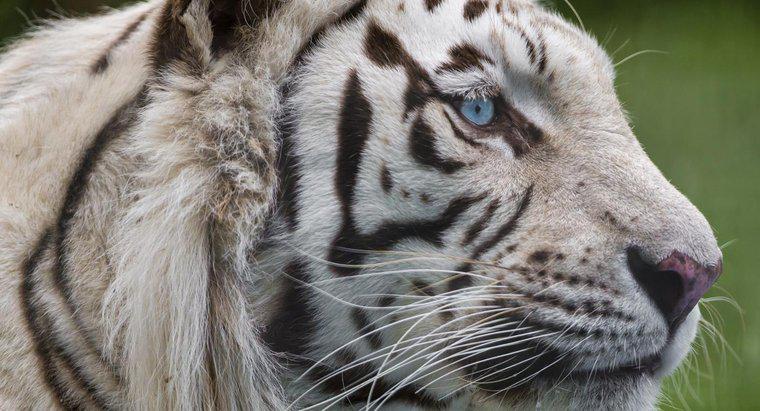 ¿Qué es la red alimenticia del tigre blanco?
