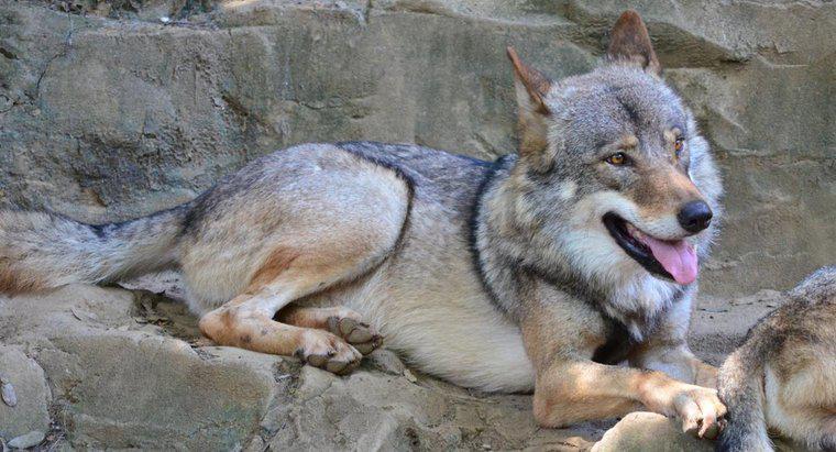¿Qué es el hábitat natural de un lobo gris?