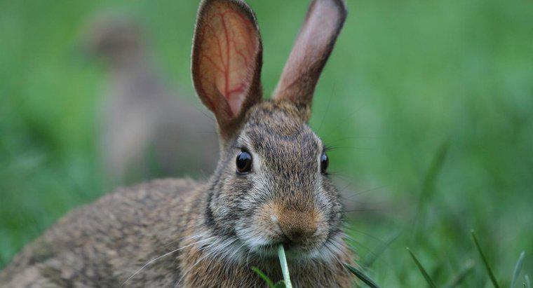 ¿Qué comen los conejos de cola de algodón?