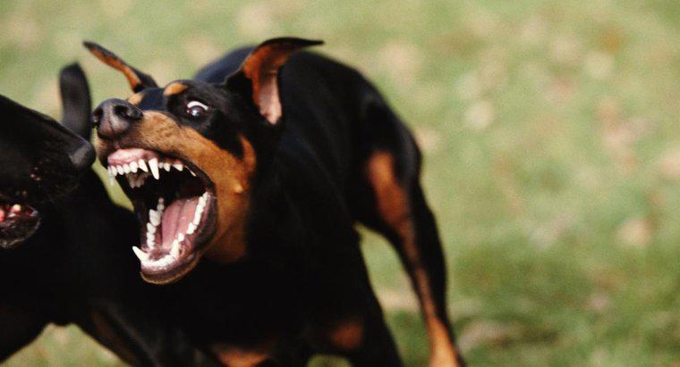 ¿Quiénes son los 10 perros más agresivos?