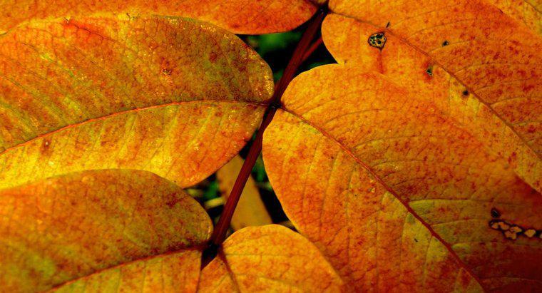 ¿Cómo se llama el pigmento amarillo en las hojas?