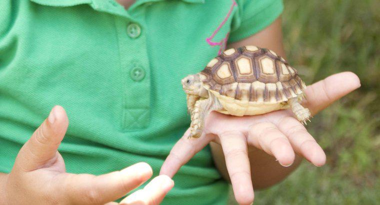 ¿Cuál es el mejor alimento para una tortuga mascota?