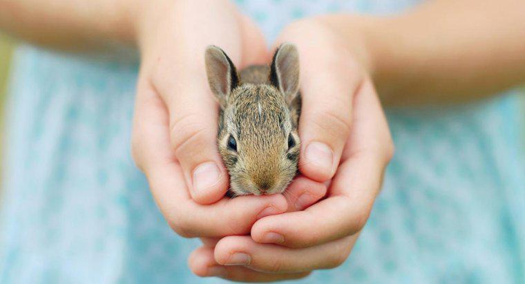 ¿Cuáles son algunos datos de conejo apropiados para los niños?