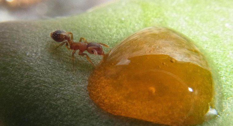 ¿Qué comen las hormigas de miel?
