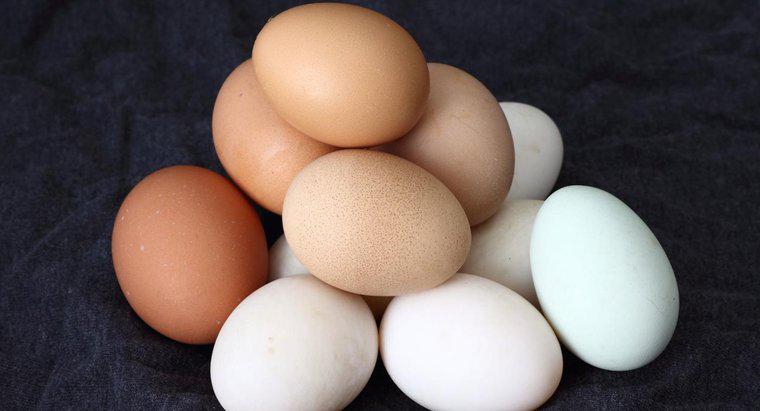 ¿Cuánto tiempo toma para que un huevo de gallina eclosione?