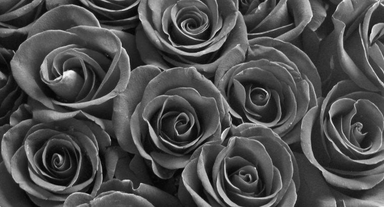 ¿Cómo se hacen las rosas negras?