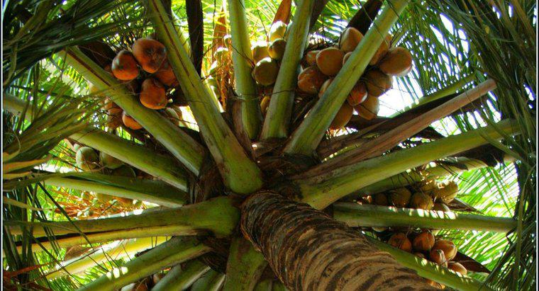 ¿Cómo se dispersan las semillas de coco?