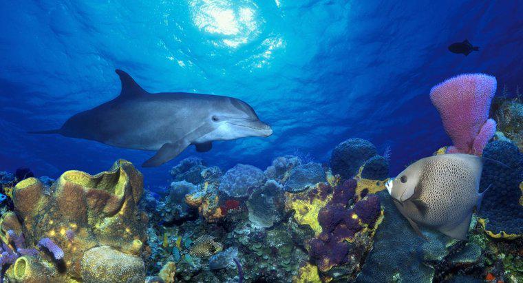 ¿Viven los delfines en los arrecifes de coral?