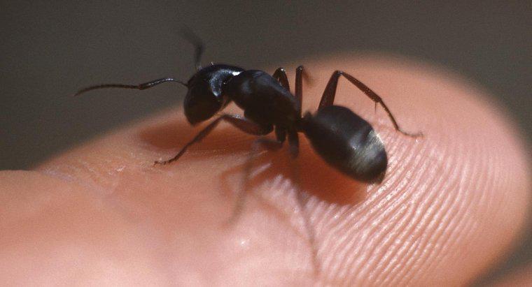 ¿Cómo identificar las hormigas carpinteras?