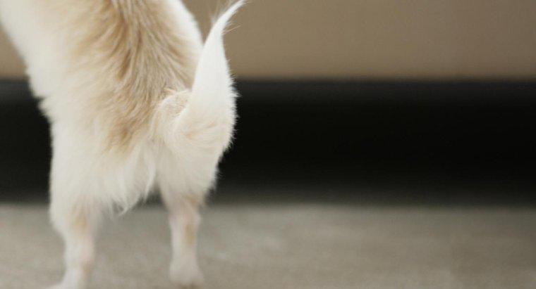 ¿Por qué los perros menean sus colas?
