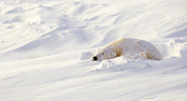 ¿Dónde duermen los osos polares?