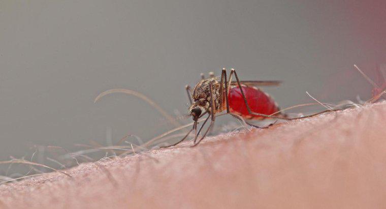 ¿Cuánto tiempo duran las picaduras de mosquitos?
