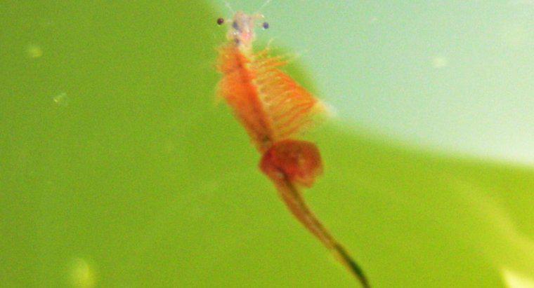 ¿Cuál es el ciclo de vida del camarón de salmuera?