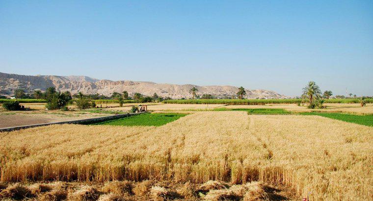 ¿Qué cultivos se cultivan en Egipto?