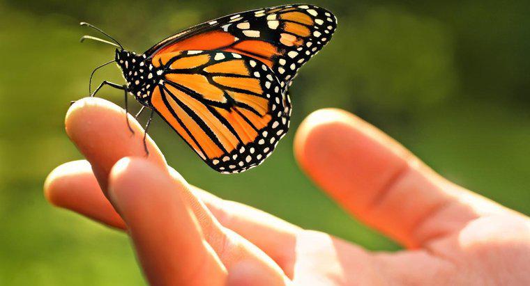 ¿Cuáles son algunos hechos acerca de las mariposas monarca?