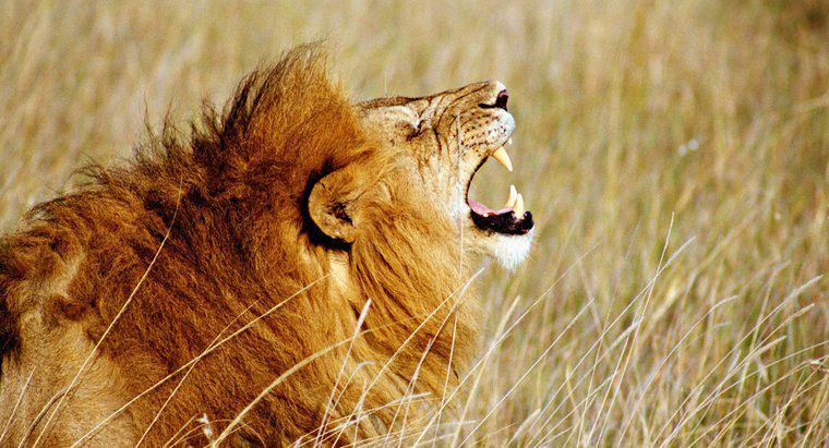 ¿Qué tan fuerte es el rugido de un león?
