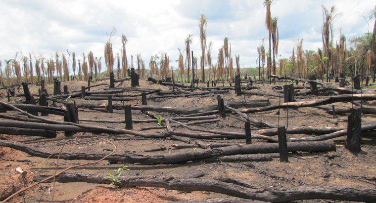 ¿Por qué la deforestación es algo malo?