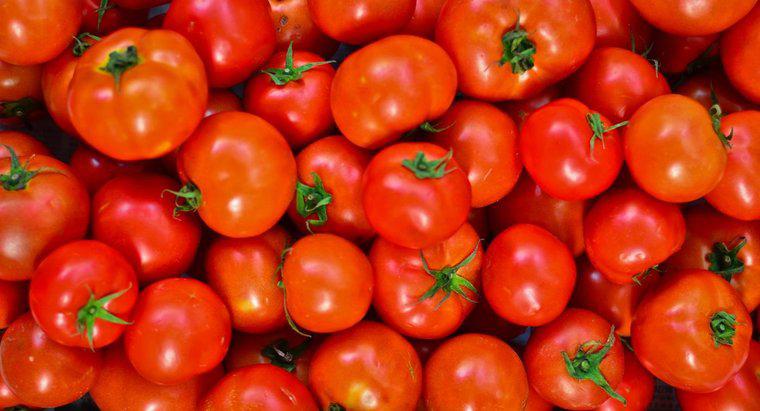 ¿Cuándo están los tomates en temporada?