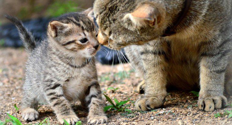 ¿Cómo separa a los gatitos de una madre gato para su adopción?