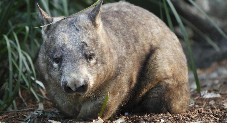 ¿Qué comen los wombats?