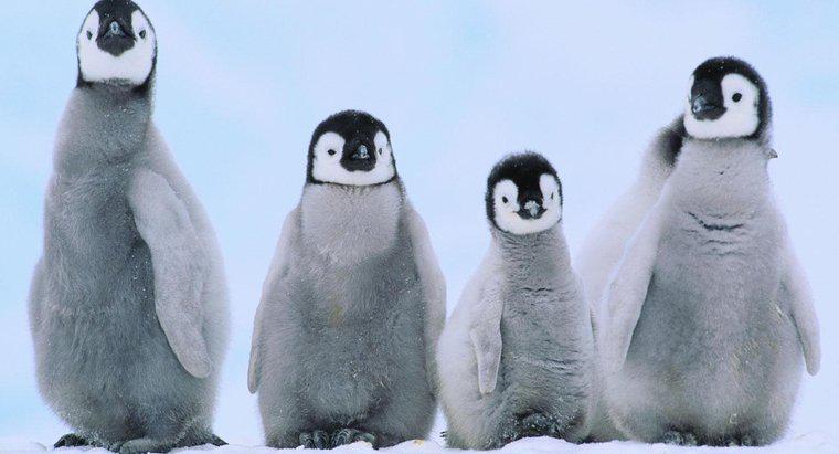 ¿Cómo se llaman los pingüinos bebé?