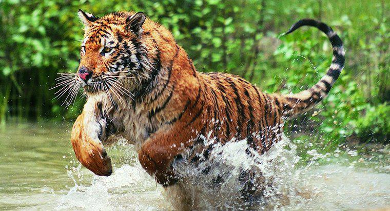 ¿Por qué los tigres de Bengala están en peligro de extinción?