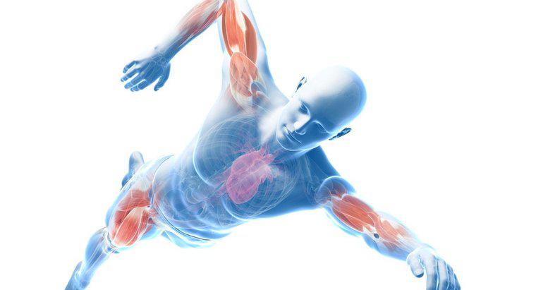 ¿Cuáles son los músculos principales del contorno del cuerpo?
