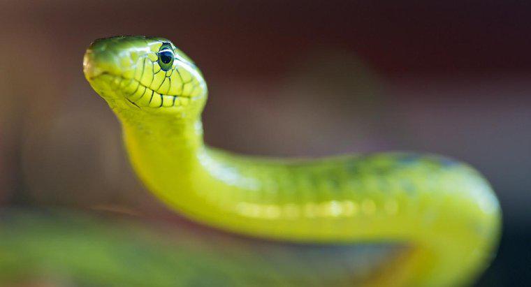 ¿Qué es una serpiente mamba verde?