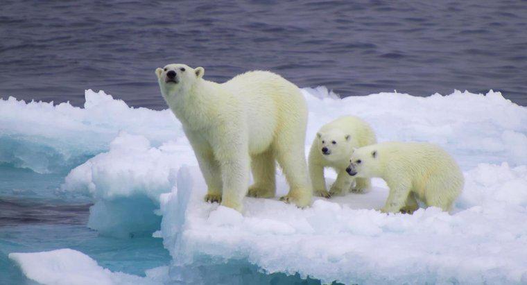 ¿Los osos polares son blancos durante todo el año?