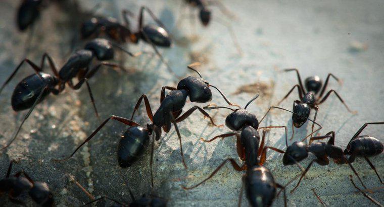 ¿Las hormigas llevan la enfermedad?