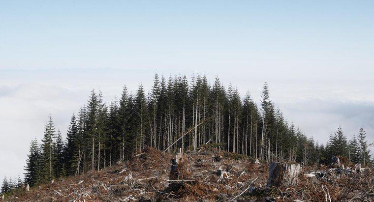 ¿Qué causará la destrucción de los bosques?