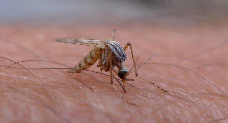 ¿Cuánto tiempo viven los mosquitos en el interior?