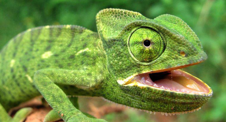 ¿Qué tipo de cubierta corporal tienen los reptiles?