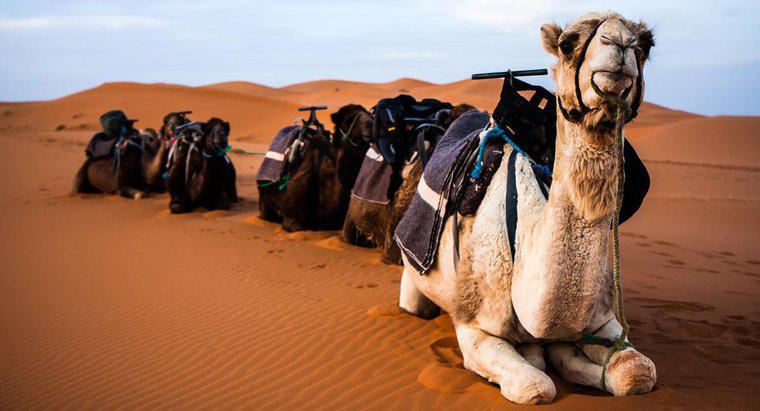 ¿Por qué escupen los camellos?