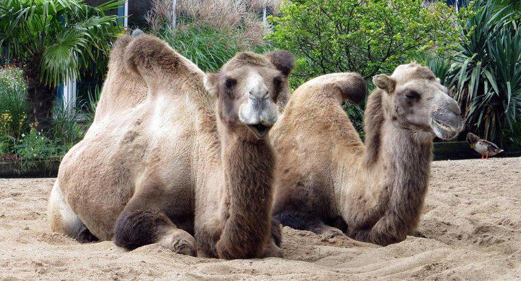 ¿Cómo se protegen los camellos de los depredadores?