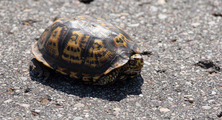 ¿Cuáles son los animales más lentos en la tierra?