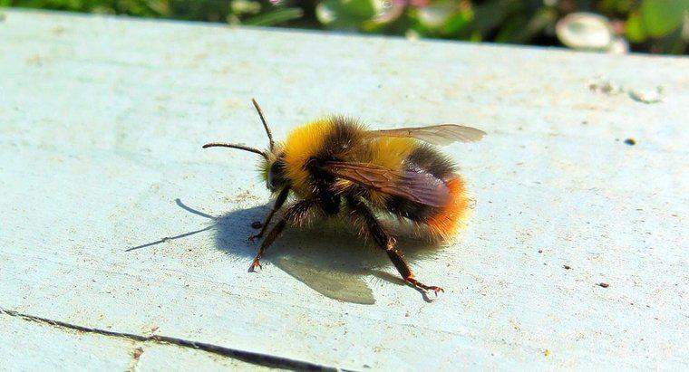 ¿Cuántas patas tiene una abeja?