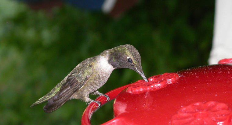 ¿Qué comen los colibríes?
