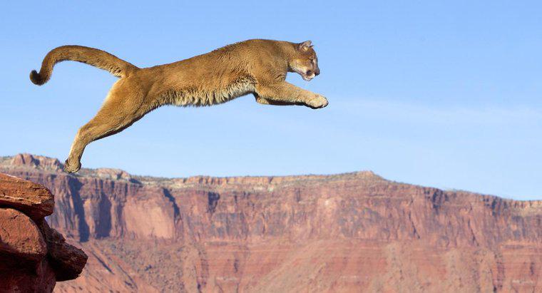 ¿Cuál es el hábitat típico de un león de montaña?