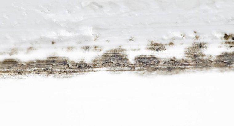 ¿Cómo deshacerse del moho que crece en la pared del baño antes de pintar?