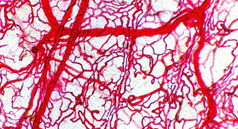 ¿Por qué las arterias tienen paredes más gruesas que las venas?