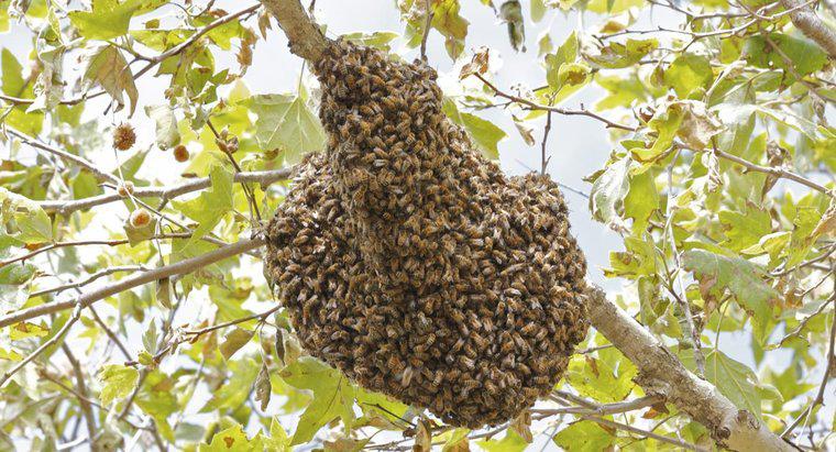 ¿Cuánto tiempo toma las abejas para hacer una colmena?