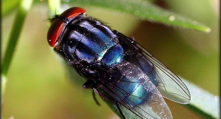 ¿Qué causa las moscas domésticas?