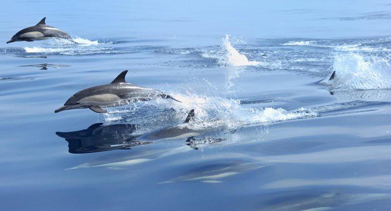 ¿Qué tan rápido pueden nadar los delfines?
