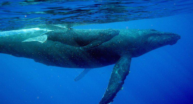 ¿Cómo beben las ballenas bebés la leche de sus madres?