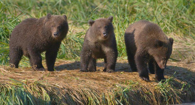¿Cómo se llama un grupo de osos?