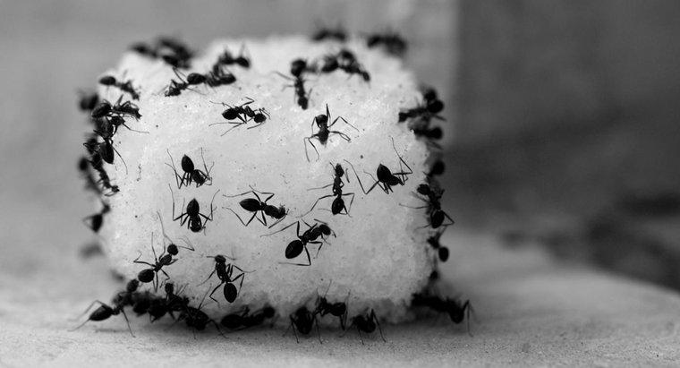 ¿Cómo matas a las hormigas con vinagre?