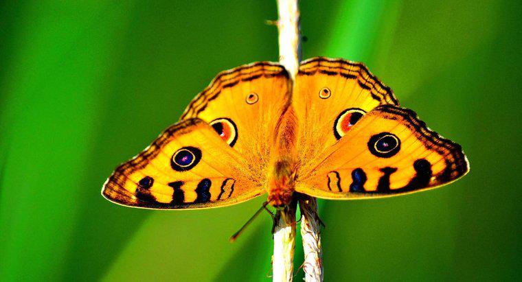 ¿Cómo se protegen las mariposas?