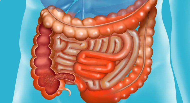 ¿Qué sucede en el intestino delgado?