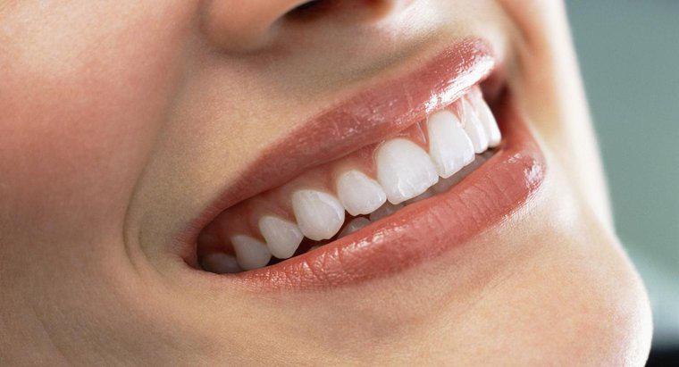 ¿Los adultos pueden crecer nuevos dientes?